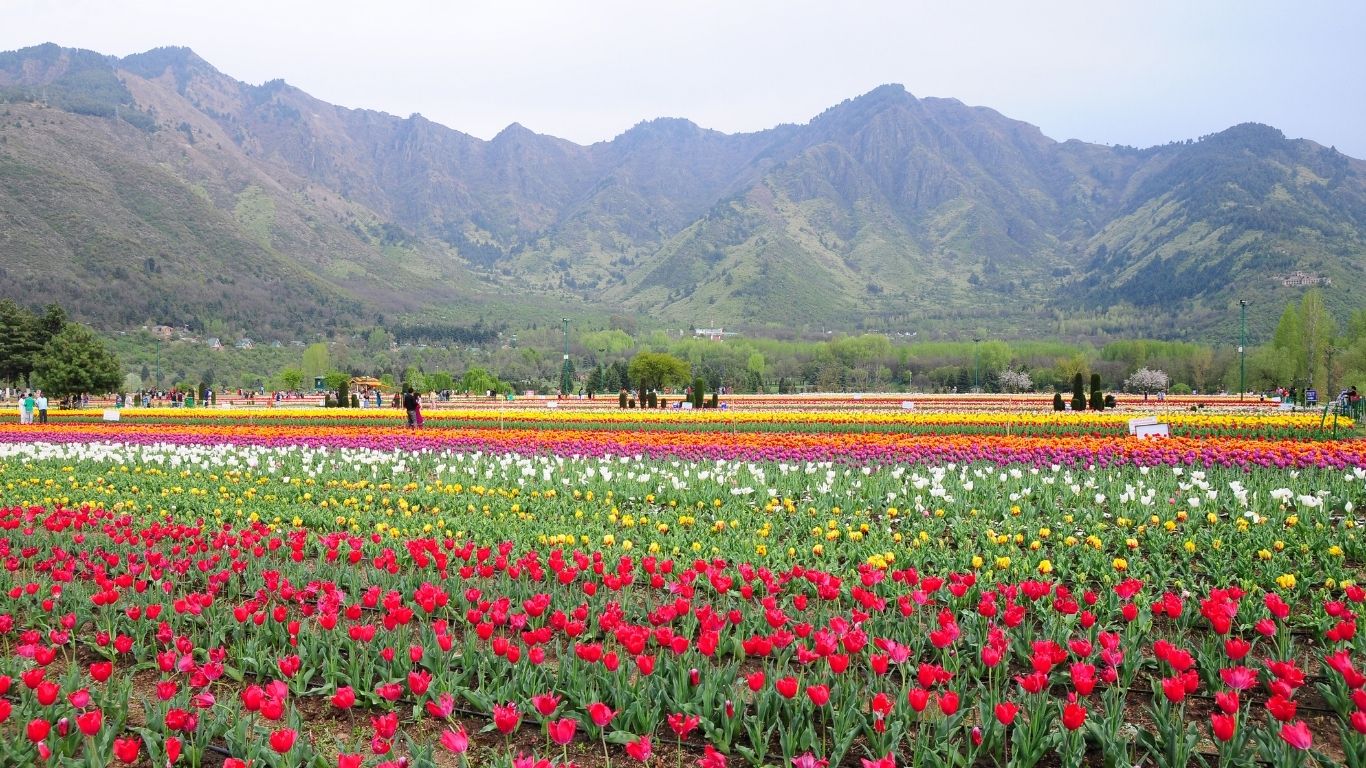 kashmir 1